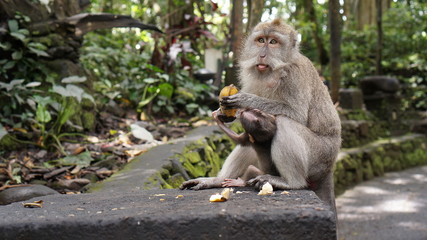 Monkeys eat bananas