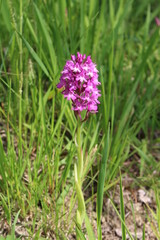 Wilde Orchidee