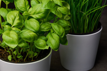 basil in a white flower pot, in the background are chives