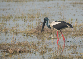 Black necked stork feeding on fishes in the marshy lakes of bharatpur