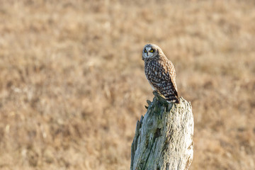 Short eared Owl