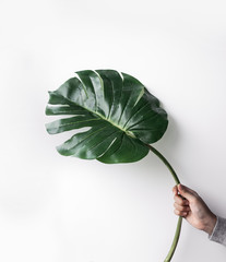 Female holding monstera leaf on white studio background.hipster, nature,fashion concepts