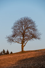 Obraz na płótnie Canvas Obstbaum im winterlichen Abendlicht