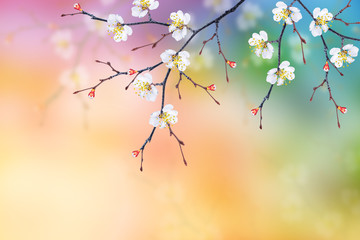 Bright colorful spring flowers