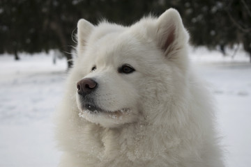 Muzzle Samoyed. close portrait of a very beautiful white fluffy dog. one of the most beautiful animals in the world