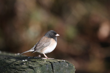 Dark eyed Junco Bird