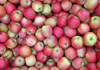 background with many juicy ripe red apples