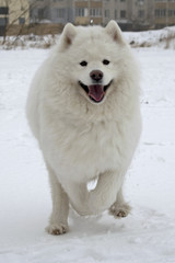 a smiling white fluffy dog runs towards us. Samoyed on a walk. Happy beautiful dog