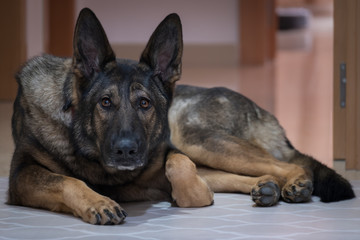 Perro trabajo pastor aleman 