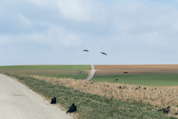 Krähen auf Feldweg