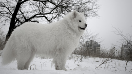 beautiful samoyed in a snow-covered field in the background of a black winter tree. the most beautiful animals. White fluffy dog