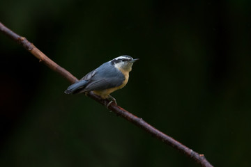 Red-breasted Nuthatch Bird