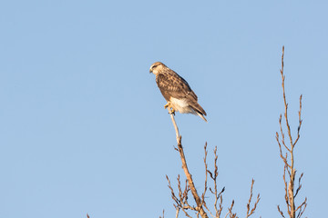Rough-legged Hawk Bird