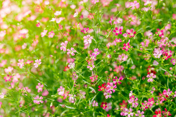 Small pink and purple flowers in garden with morning light, beautiful natural background.