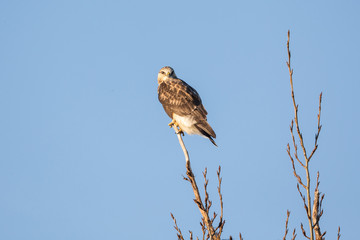 Rough-legged Hawk Bird