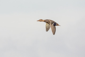Flying Mallard duck