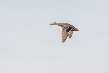 Flying Mallard duck