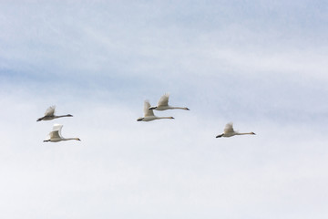 Flying Trumpeter Swan