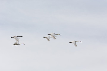 Flying Trumpeter Swan
