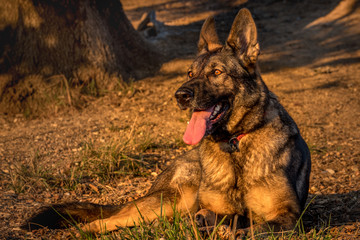 Perro trabajo pastor aleman 
