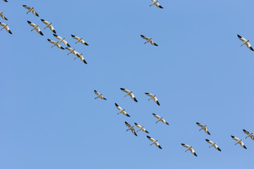 Flying Snow goose