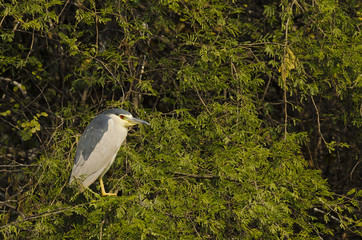 Black crowned night heron sitting on a green perch inside bharatpur bird sanctuary