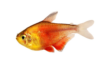 stock photos royalty free