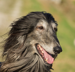 Portrait of an Afghan hound.The Afghan Hound is a hound that is distinguished by its thick, fine, silky coat .The breed was selectively bred for its unique features in the mountains of Afghanistan