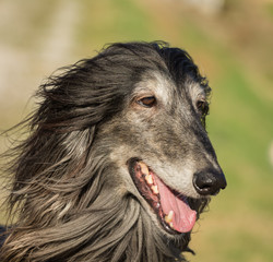 Portrait of an Afghan hound.The Afghan Hound is a hound that is distinguished by its thick, fine,...