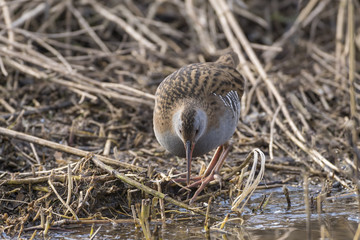 Water Rail_000000899532_5