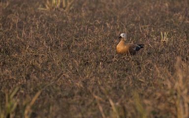 A rudy shelduck resting among grasses inside bharatpur bird sanctuary
