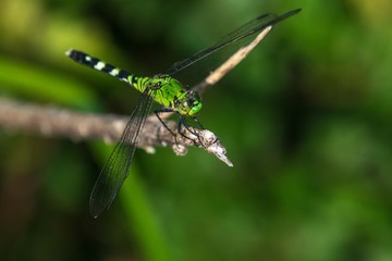 Army Dragonfly on the Nature Trail!