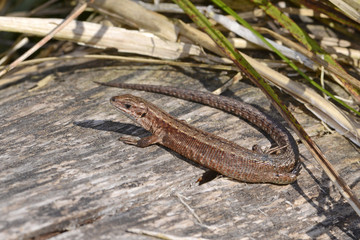 Obraz premium weibliche Waldeidechse (Zootoca vivipara) - Viviparous lizard / female