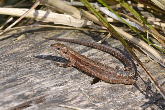 weibliche Waldeidechse (Zootoca vivipara) - Viviparous lizard / female