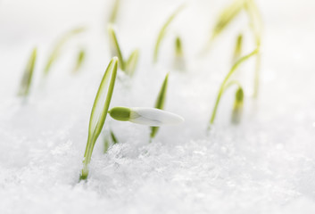 Spring snowdrops flower in snow. Winter close-up flowers 