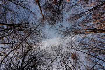 Tree in shadow at Havlicek Gardens on blue sky