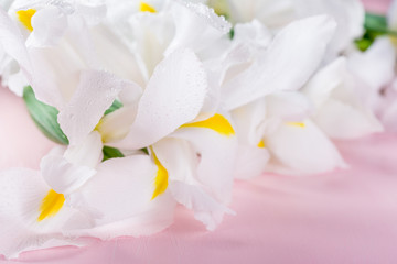 Fototapeta na wymiar Beautiful White Iris Flowers on Pink Background