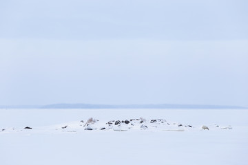 Minimalistic winter lake landscape cloudy day background