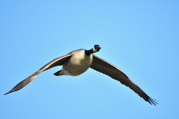 Kanadagans im Flug 