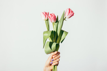 Female hand holding a bouquet of pink tulips © progressman