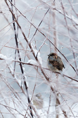 Sparrow in snowy bush at cloudy winter day