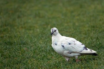A lone white dove is walking on the grass. Animals albinos