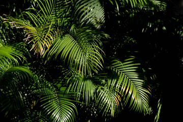 Fototapeta na wymiar green palm leaf in the forest