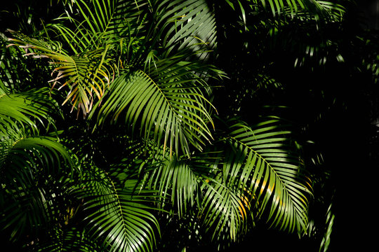green palm leaf in the forest
