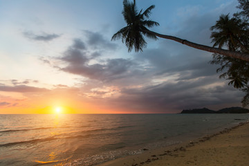 Palm trees on a tropical sea beach during sunset.