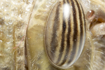 Extreme macro shot of a locust grass hopper insect