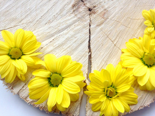 Easter and spring background concept. Yellow chrysanthemums on wooden background