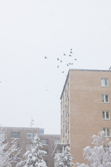 Birds flying in snowfall winter weather