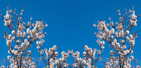Flowers of almonds on the branches of a tree