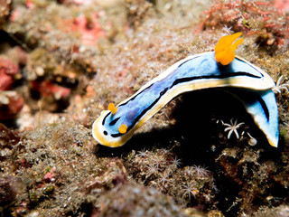 Nudibranch